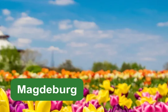 Magdeburg Blühendes Tulpenfeld vor dem Jahrtausendturm im Elbauenpark, ergänzt durch das Textfeld ‚Magdeburg‘.